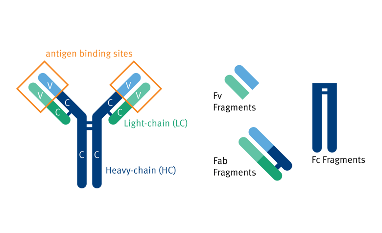 biomark002.397 - Antibody Structure and Fragments