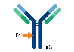 biomark002.398 - Protein A@2x