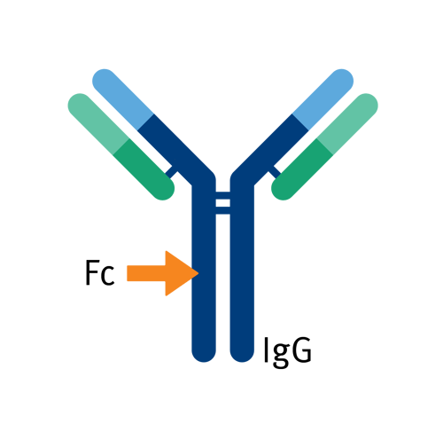 biomark002.399 -Protein A