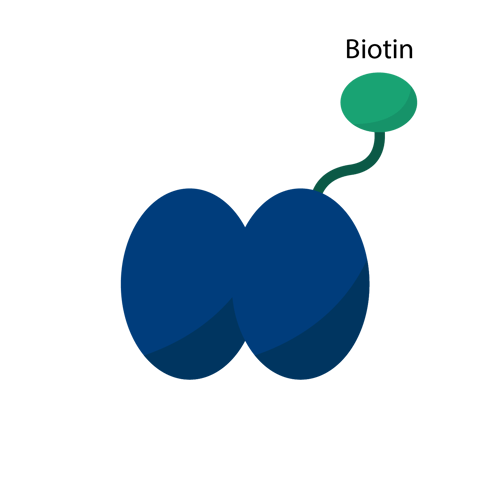 biomark002.407 - Streptavidin