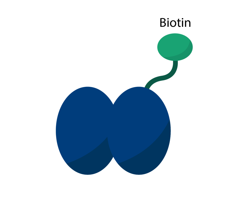 biomark002.407 - Streptavidin