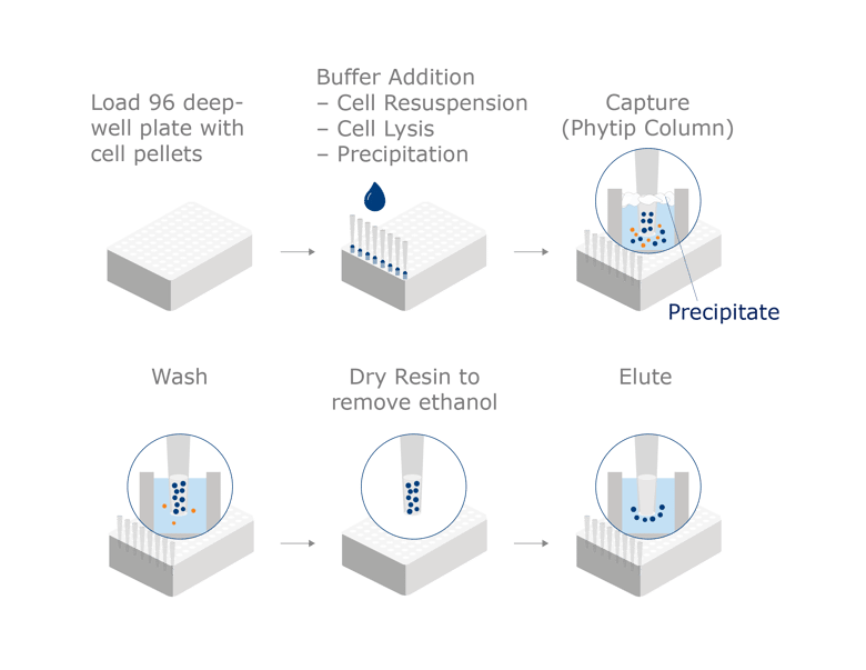 Schematic of sample processing with Lysate Direct PhyTip