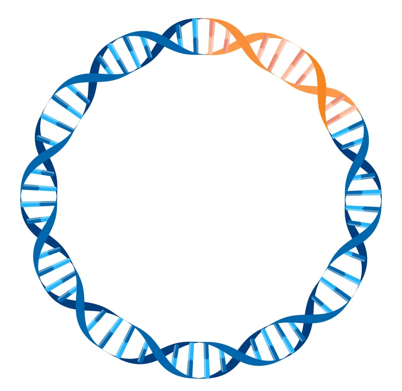 plasmid DNA circle